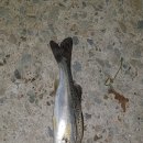 고성섬나들이 이미지