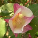 목화산업