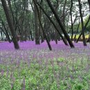 삼문동둔치길(삼문송림) 이미지