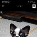 해루다루 이미지