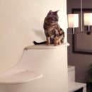 나와고양이 이미지