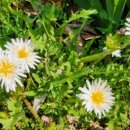 금지면 매촌마을 이미지