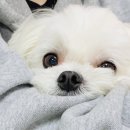 서귀동 339 네이버블로그