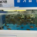 환성물회 이미지