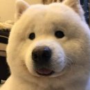 오돼지
