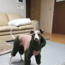 홍바비앙