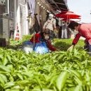 고창시장 입구 이미지