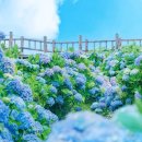 웃음꽃목장 | 가평 양떼목장 수국축제｜가평 여행 가볼만한곳