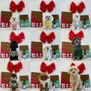 놀러오개 불로점 이미지