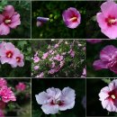 한국의 자원식물, 우리 나라 국화(國花), 무궁화[無窮花, Rose of sharon] 이미지