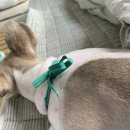 하이도그 이미지