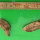 아이리스(IRIS) 이미지