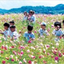 2009 구리 코스모스 축제 (10.09~10.12)| 이미지