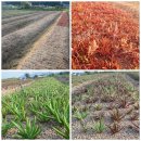 새벽아침농장 이미지