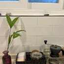 스테이 마중 이미지