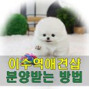 멍 뭉 몽 | 이수역애견샵 분양받는방법