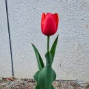 성골 농원 이미지