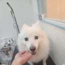 모니카애견 이미지