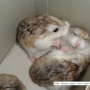 파파스피자 이미지