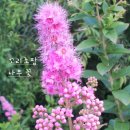 소망이 자라는 나무 | [국진이의 이야기] 4월 7일(수) - 조팝나무