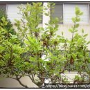 이마트24괘법스타힐스점 | 센트럴스타힐스83.41A1m²/59.99m²실거래가 괘법동센트럴스타힐스기본 정보 사상센트럴스타힐스 주변...