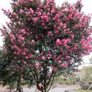 풀앤메종(Pool&Maison) | 겨울 제주도 가볼만한곳 동백꽃 메종 글래드 제주 호텔 추천