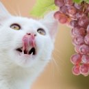 포도메디칼
