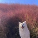 핑크애견 이미지