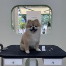 아워퍼피 이미지