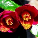 동백꽃백화점 이미지