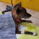 늘사랑 양한방 동물병원 이미지