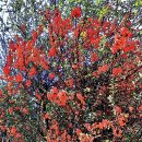 장미과의 겨울철 아름다운 열매 피라칸다(pyracantha) 이미지