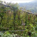 호명산 농장 이미지