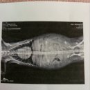 제천 그레이스 동물병원 이미지