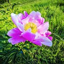 오월의여왕 이미지