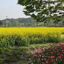 남지 유채꽃 축제 이미지