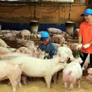 돼지농장 이미지