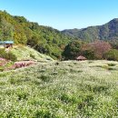 메밀밭 - 강남구 | 메밀밭