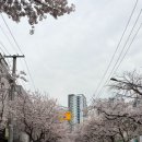 한국토지주택공사 대구경북지역본부 | 대구 달서구 / 🌸 대구 도원중 / LH 대구경북본부 근처 벚꽃 명소 (로컬만 아는 숨은 스팟) (3.30 실시간)