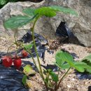 청포마루 이미지