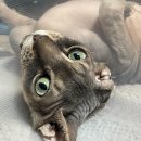 양주동물병원 이미지