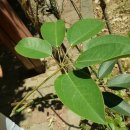 신가초교 이미지