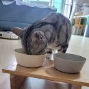 밥이보약 이미지