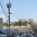 부평공원 | 인천 부평공원 벚꽃야장 비추천하는 이유 솔직 후기