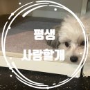 사랑할개 | [서울/신림] 강아지와 함께 힐링한 하루, 신림 애견카페 ‘평생 사랑할 개’ 솔직 후기