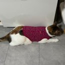 BYC | BYC 개리야스 김장조끼 - 고양이 옷 후기, 사이즈 추천