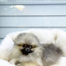 엔젤인독스 이미지