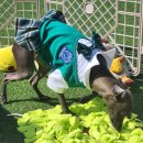 도그유토피아 이미지