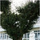 원량초등학교옥동분교장 | 원량초등학교.[Wonryang Elementary School, 遠梁初等學校]
