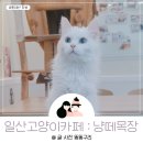 냥떼목장 | 일산고양이카페 정발산 웨돔 냥떼목장 나만없어 고먐미
